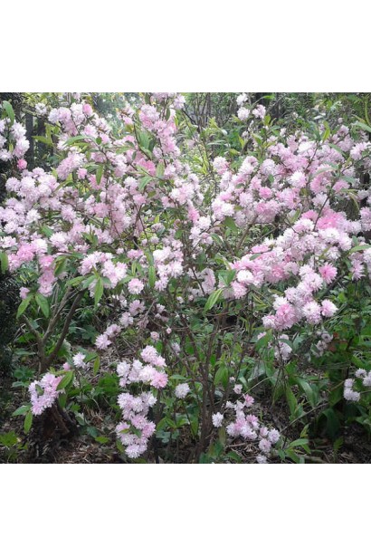 Вишня залозиста Розеа Плена кущ