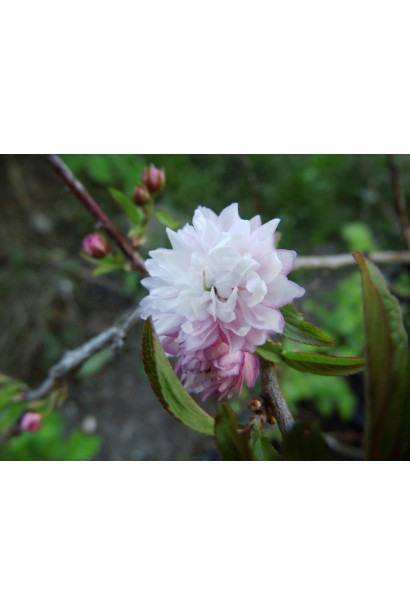 Вишня Розеа Плена квітка