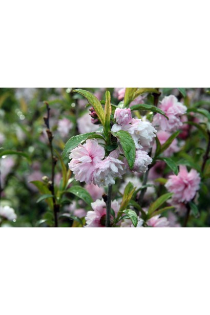 Вишня Rosea Рlena