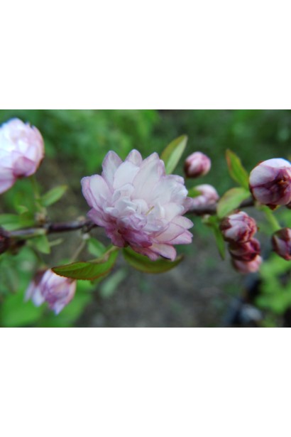 Слива рожева Розеа Плена