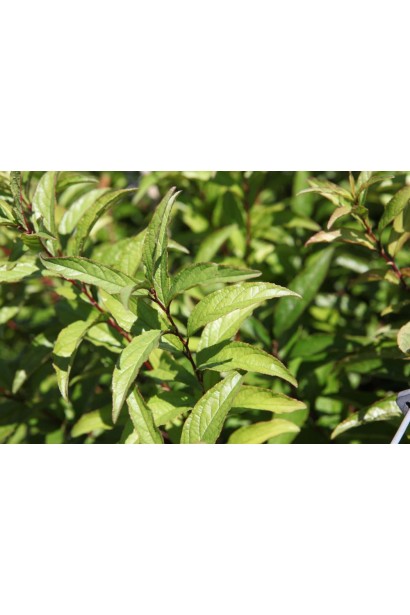 Мікро вишня Розеа Плена світло-зелене видовжене листя