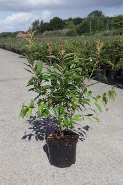 Слива махрова Розеа Плена в садовому центрі