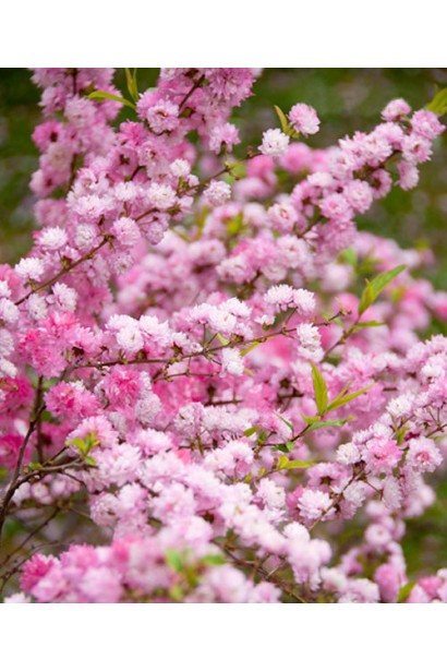 Вишня залозиста Розеа Плена