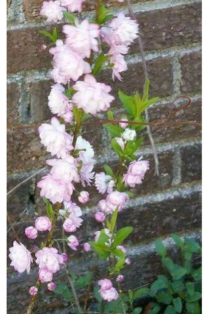 Рrunus glandulosa Rosea Рlena