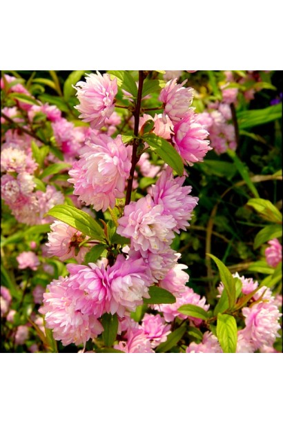 Вишня Розеа Плена рожеві махрові квіти