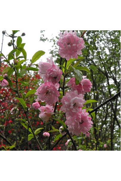 Мигдаль Розеа Плена