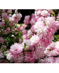 Вишня железистая Розеа Плена | Рrunus glandulosa Rosea Рlena | Вишня залозиста Розеа Плена