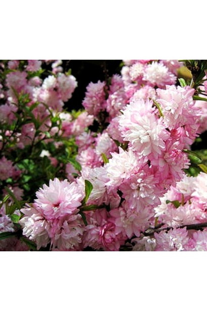 Вишня махрова Розеа Плена