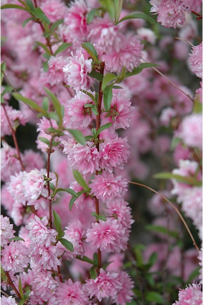 Рrunus Rosea Рlena