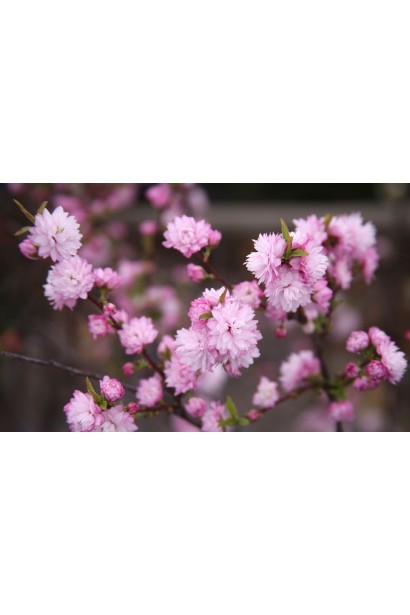 Північна сакура