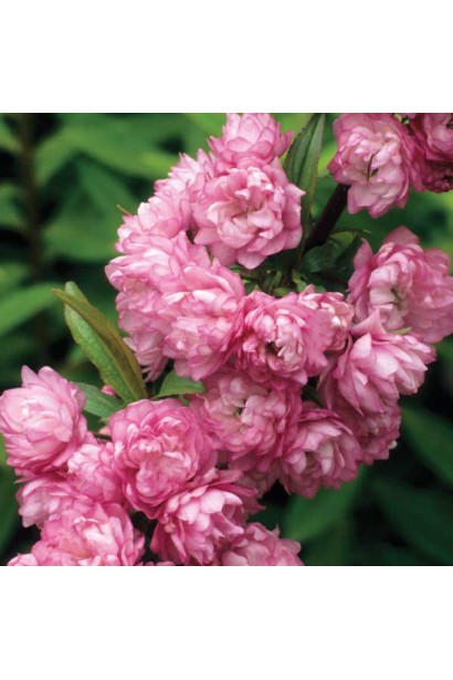 Вишня рожева махрова декоративна