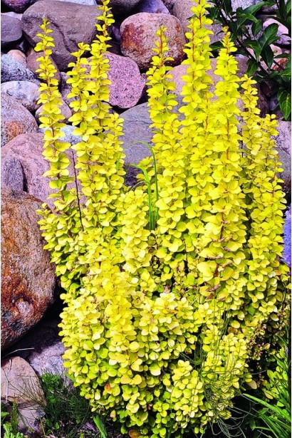 Барбарис Тунберга Голден Торч / Тач