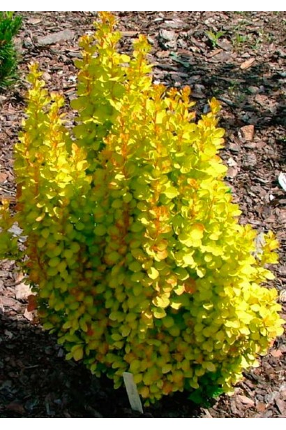 Барбарис Тунберга Голден Торч золотистий