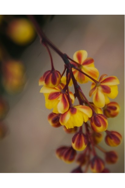 Барбарис Голден Торч цвітіння