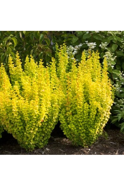 Барбарис Голден Торч в ландшафті