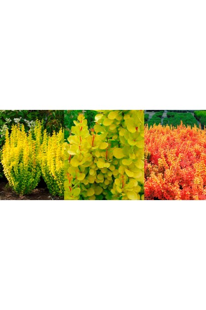 Барбарис Голден Торч