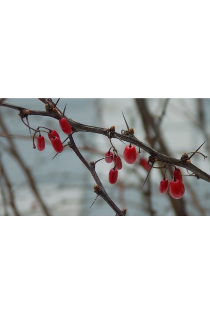 Барбарис тунберга Golden Torch ягоди