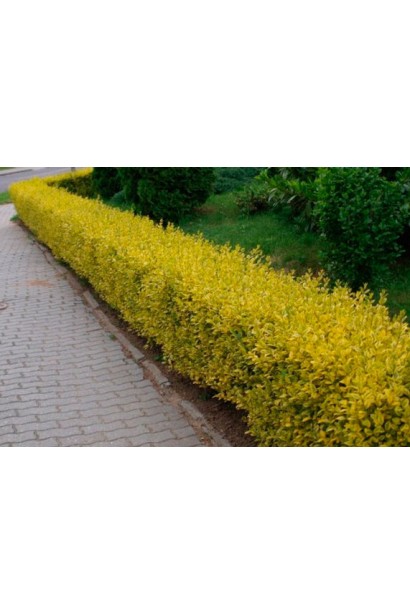 Барбарис Golden Torch живопліт