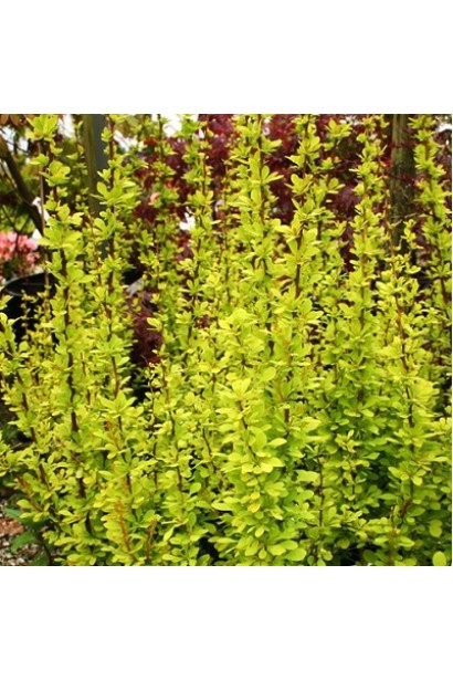 Барбарис тунберга Golden Torch