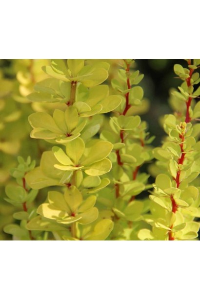 Berberis thunbergii Golden Torch