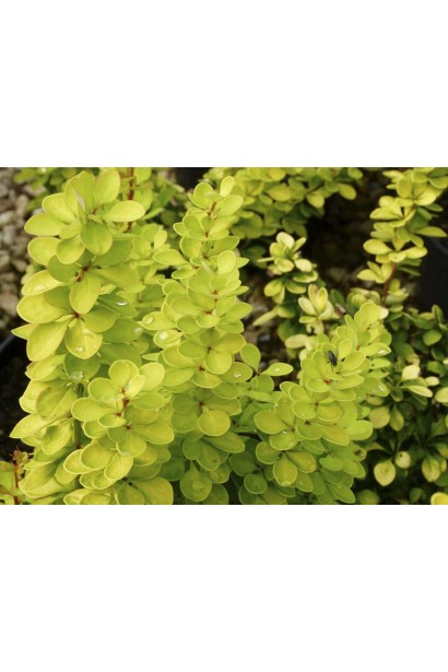 Барбарис Golden Torch