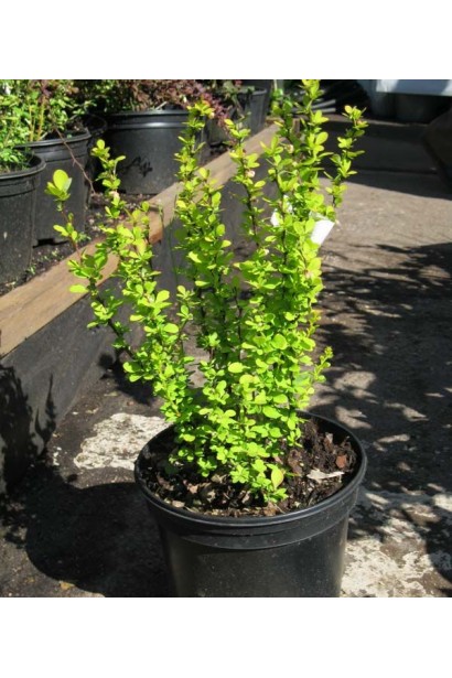 Барбарис Голден Торч саджанець в горщику