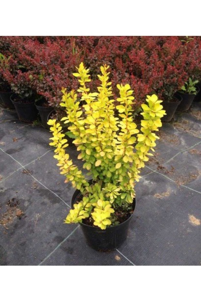 Барбарис Голден Тач в горщику
