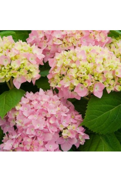 Гортензія Ендлесс Саммер Оріджинал квіти