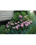 Гортензія широколистна Ендлесс Саммер Оріджинал (рожева) | Hydrangea macrophylla Endless Summer Pink | Гортензия широколистная Ендлесс Саммер Ориджинал (розовая)