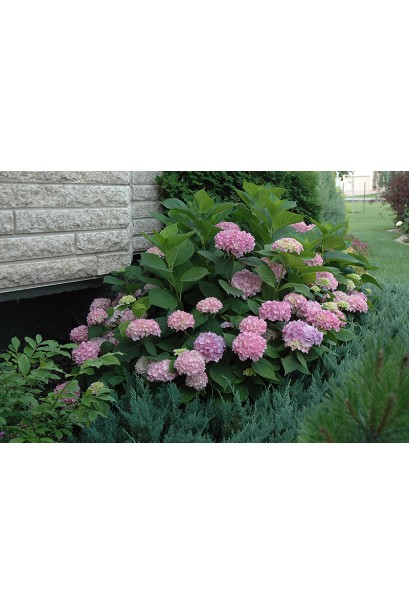 Гортензія Ендлесс Саммер Оріджинал на клумбі