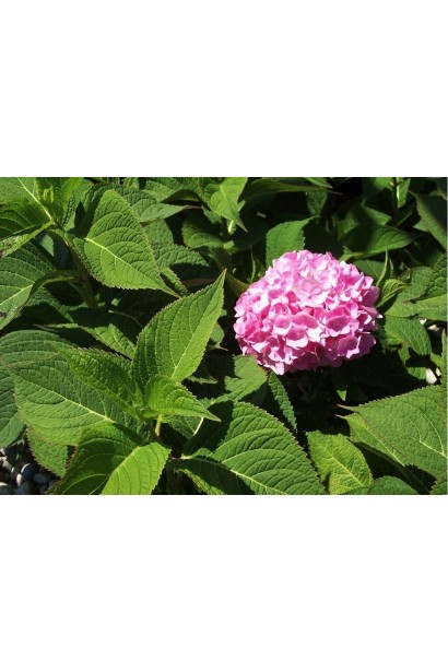 Гортензія макрофіла Ендлесс Саммер Оріджинал