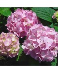 Гортензия широколистная Эндлесс Саммер Ориджинал (розовая) | Hydrangea macrophylla Endless Summer Pink | Гортензія широколистна Ендлесс Саммер Оріджинал (рожева)