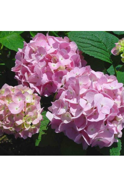 Гортензія Ендлесс Саммер Оріджинал кулясті рожеві суцвіття