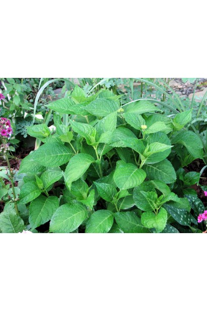 Гортензія Ендлесс Саммер Оріджинал зелене зубчасте листя