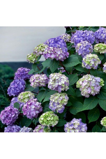 Гортензія садова Ендлесс Саммер Оріджинал кущ