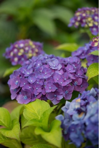 Гортензія крупнолиста Endless Summer Original