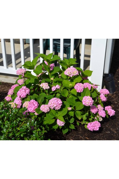 Гортензія Ендлесс Саммер Оріджинал компактний кущ