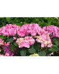 Гортензия широколистная Эндлесс Саммер Ориджинал (розовая) | Hydrangea macrophylla Endless Summer Pink | Гортензія широколистна Ендлесс Саммер Оріджинал (рожева)