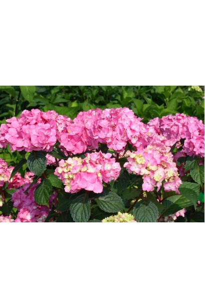 Гортензія широколиста Ендлесс Саммер Оріджинал
