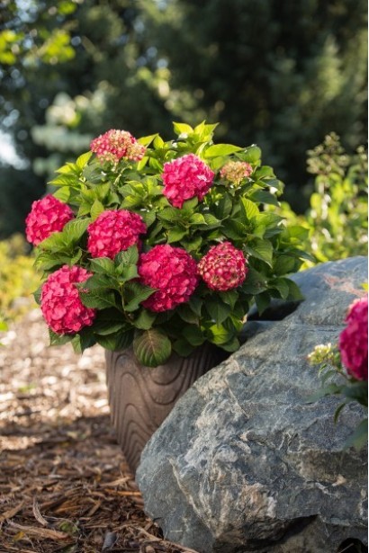 Гортензія Ендлесс Саммер Оріджинал ландшафтна композиція