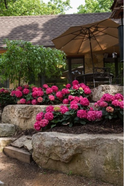 Гортензія Endless Summer Original ландшафтний дизайн