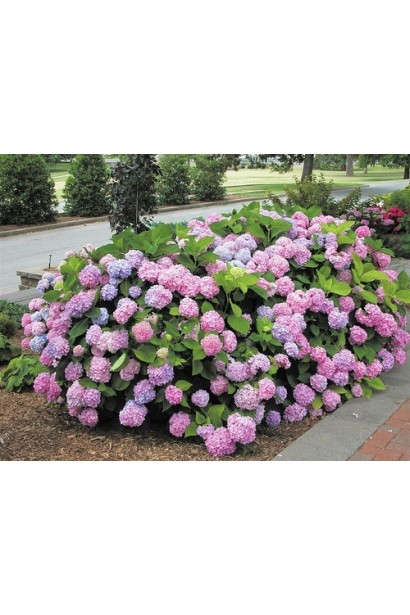 Гортензія крупнолиста Ендлесс Саммер Оріджинал в ландшафті