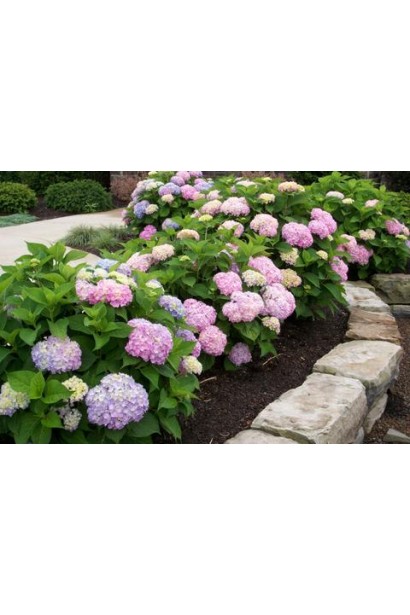 Гортензія Ендлесс Саммер Оріджинал бордюрна посадка