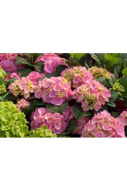 Гортензія Ендлесс Саммер Ориджинал рожева
