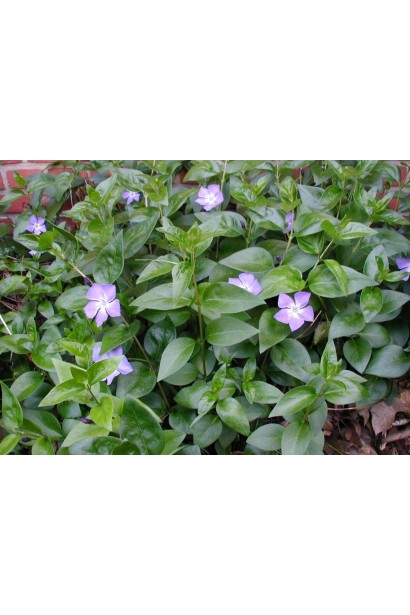 Vinca minor