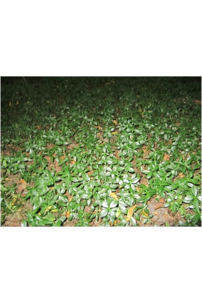 Барвинок обыкновенный в лесу