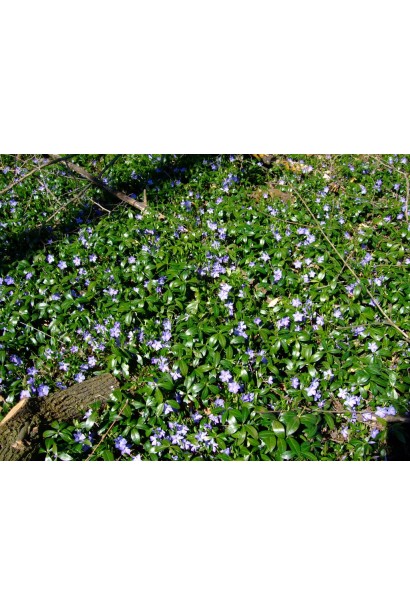 Барвинок малый в природной среде