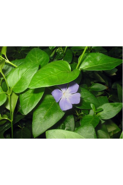 Vinca minor зеленые листья