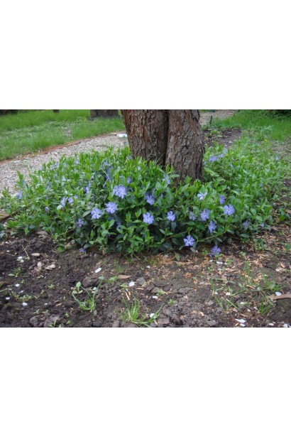 Барвинок малый/обычный в парке