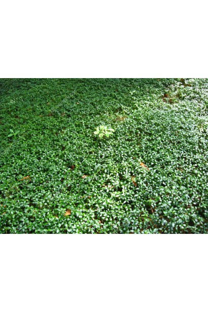 Барвинок обычный ковер из зеленых листьев.